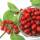 Kornelkirsche Hochstamm | 8-10cm Stammumfang
