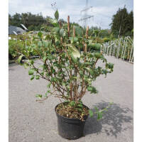 Rosendeutzie Mont Rose 30-40cm