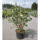 Rosendeutzie Mont Rose 30-40cm