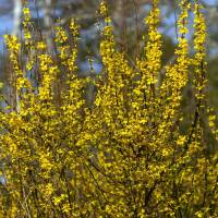 Forsythie Weekend 80-100cm