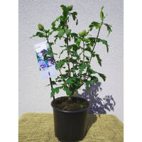 Garteneibisch Blue Bird 40+cm