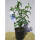 Garteneibisch Blue Bird 40+cm