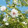 Garteneibisch Red Heart 50-60cm