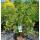 Gefüllter Gartenjasmin 80-100cm
