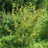 Weigelie Bristol Ruby 100-150cm