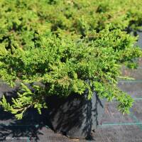 Kriechwacholder Green Carpet 30-35cm