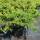 Kriechwacholder Green Carpet 30-35cm