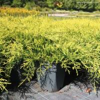 Gelber Strauchwacholder Old Gold 25-30cm