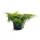 Gelber Strauchwacholder Old Gold 25-30cm