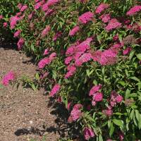 Rote Sommerspiere Anthony Waterer 25-30cm