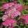 Rote Sommerspiere Anthony Waterer 25-30cm