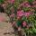Rote Sommerspiere Anthony Waterer 25-30cm