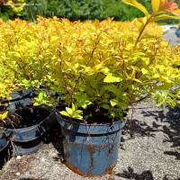 Sommerspiere Goldflame 25-30cm