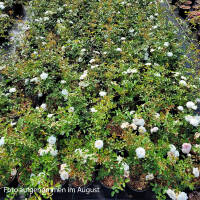 Bodendecker-Rose Sea Foam 30+cm