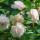 Bodendecker-Rose Sea Foam 30+cm