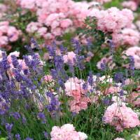 Bodendecker-Rose The Fairy 30-40cm im 1,5l Topf
