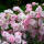 Bodendecker-Rose The Fairy 30-40cm im 1,5l Topf