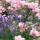 Bodendecker-Rose The Fairy 30-40cm im 1,5l Topf