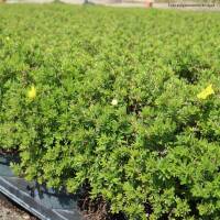 Fingerstrauch Goldteppich 25-30cm