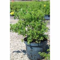 Fingerstrauch Goldteppich 25-30cm