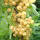 Weiße Johannisbeere BIO Weiße Versailler 20-40cm