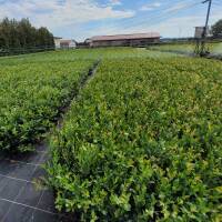 Zweimaltragende Heidelbeere BIO Hortblue Petite  30-50cm