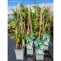 Mini-Kiwi weiblich Bayern 70cm+ aufgebunden