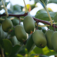 Mini-Kiwi selbstfruchtbar Issai 60-80cm