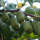 Mini-Kiwi selbstfruchtbar Issai 60-80cm
