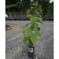 Kiwi weiblich Hayward 150-175cm