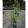 Kiwi weiblich Hayward 150-175cm
