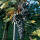 Weinrebe blau Uhudler Concordia 60-80cm
