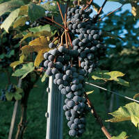 Weinrebe blau Uhudler Concordia 150-175cm
