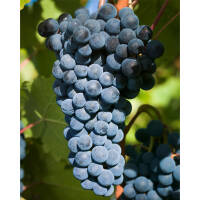 Weinrebe blau Nero 150-175cm