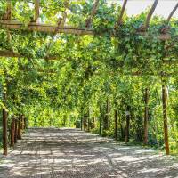 Weinrebe blau Nero 150-175cm