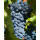 Weinrebe blau Nero 150-175cm