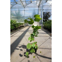 Weinrebe blau Uhudler Isabella 60-80cm