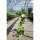 Weinrebe blau Uhudler Isabella 60-80cm