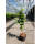 Weinrebe weiß kernlos Sultanina 60-80cm