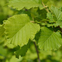 Haselnuss Frühe Nottingham 60-80cm