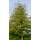 Baumhasel Hochstamm | 8-10cm Stammumfang