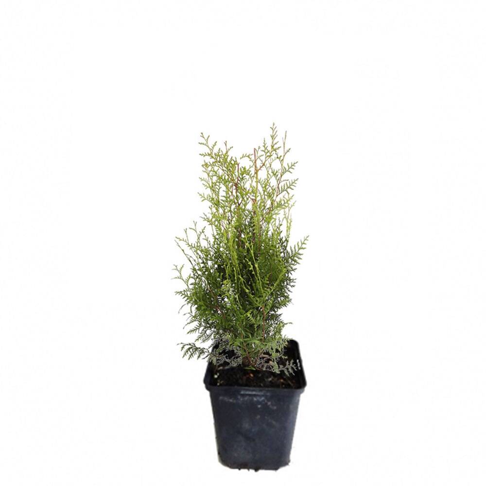 Thuja 'Brabant' 30-40cm im 0,5l Topf online bestellen und liefern las, 1,80