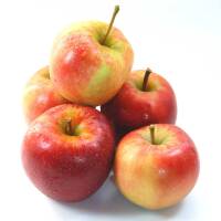 Apfel Elstar Busch