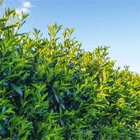 Kirschlorbeer Caucasica 125-150cm im 7,5l Topf