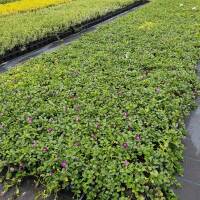 Immergrün Purpurea 15 Stück P0,5