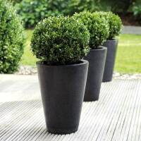 Ilex crenata Robustico Kugel 30cm