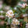 Fruchtende Kriechmispel Coral Beauty 15-20cm