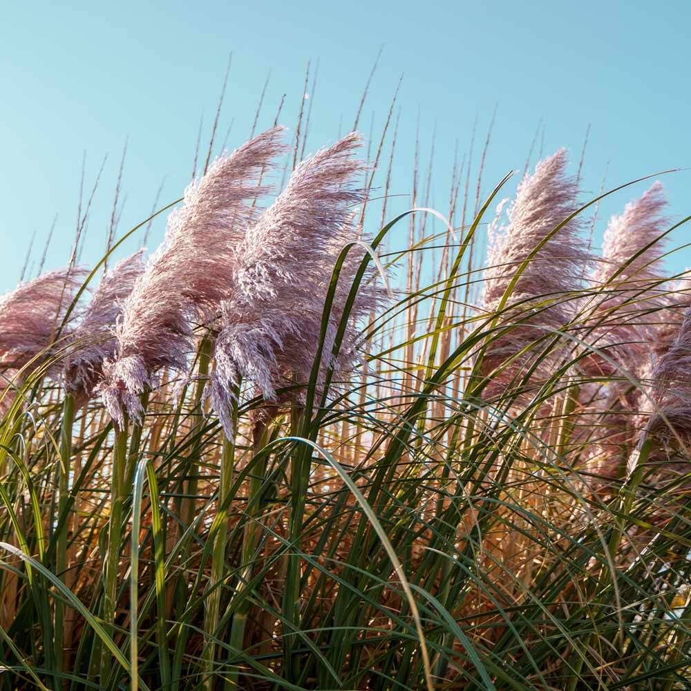 Pampasgras Rosea  Rosa Cortaderia kaufen, 10,35