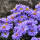 Kissen-Aster Blauer Gletscher P 0,5