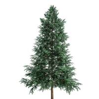 Serbische Fichte 100-125cm am Ballen